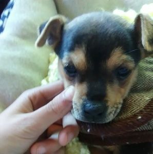 Meet your Posher, Amber